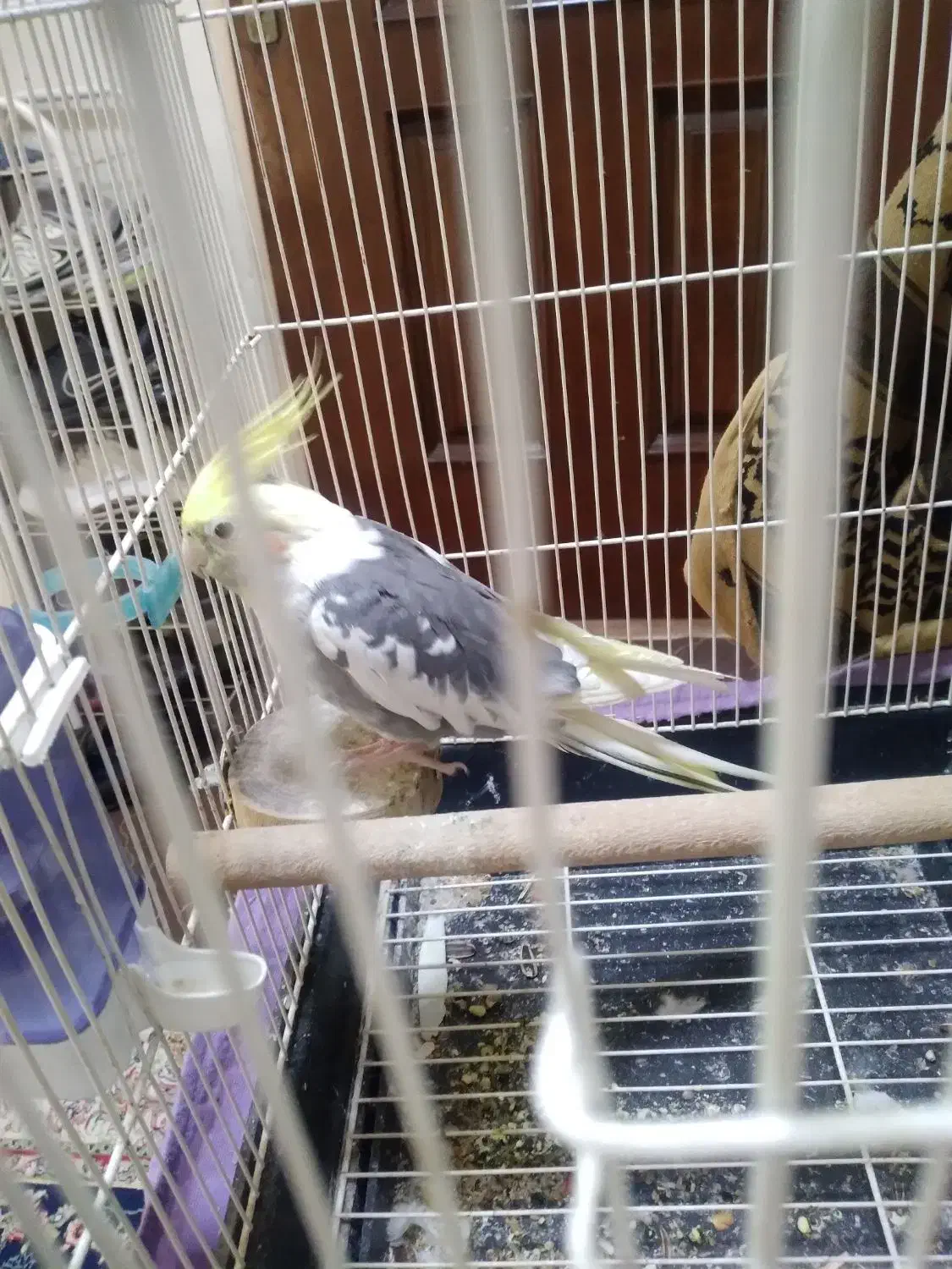 عروس هلندی|پرنده|کرج, شهرک فهمیده|دیوار