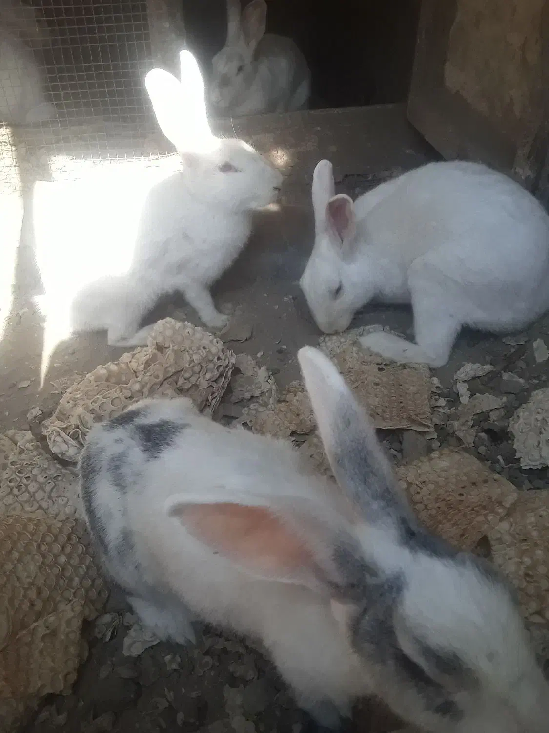 خرگوش ها همه اوس یا بچه دارن ۸ عدد ماده ۲ نر هستن|موش و خرگوش|میناب, |دیوار