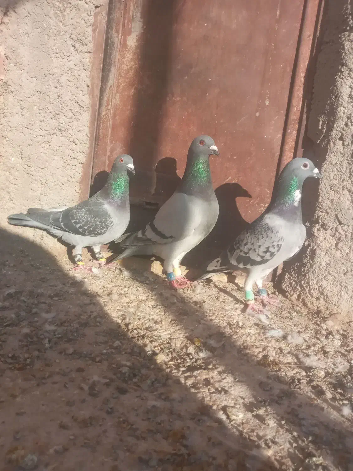 مجسمه کبوتر|مجسمه، تندیس، ماکت|زابل, |دیوار