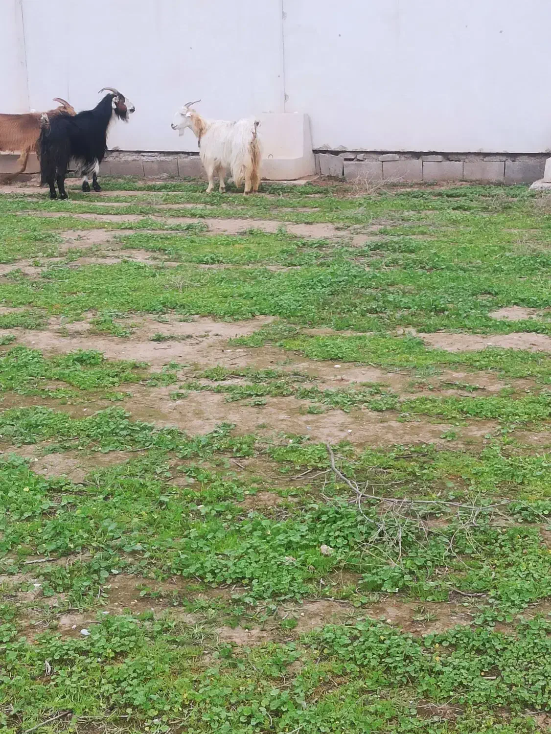 بز شیر دار|حیوانات مزرعه|دزفول, |دیوار