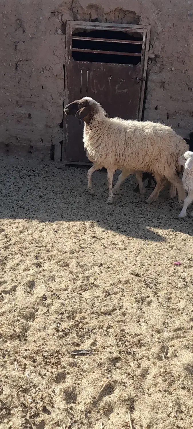 میش جوان زایش اول فروشی|حیوانات مزرعه|زیرکوه, |دیوار