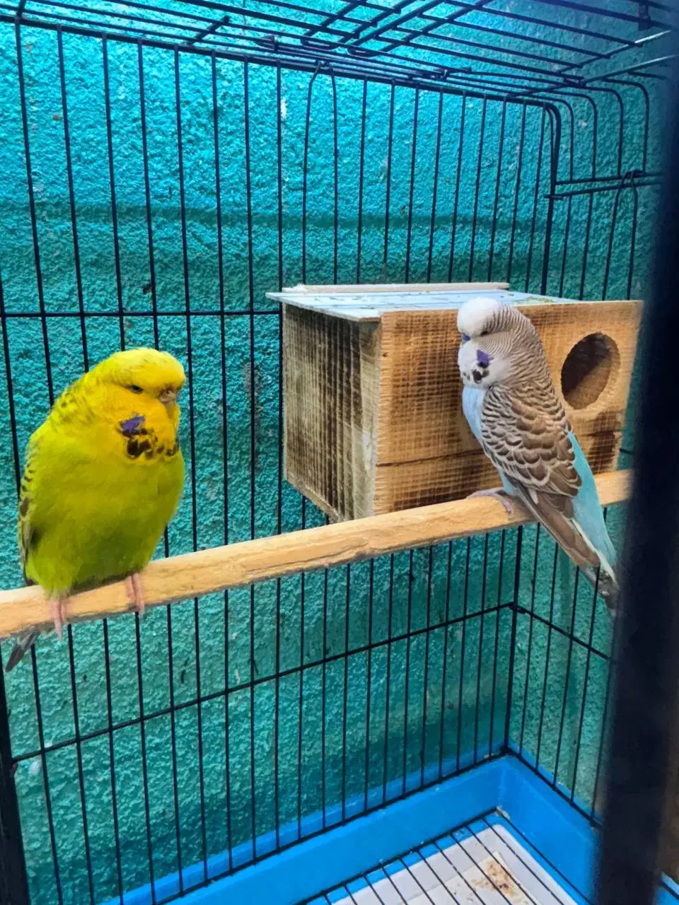 مرغعشق انگلیسی مولد|پرنده|قائمشهر, |دیوار