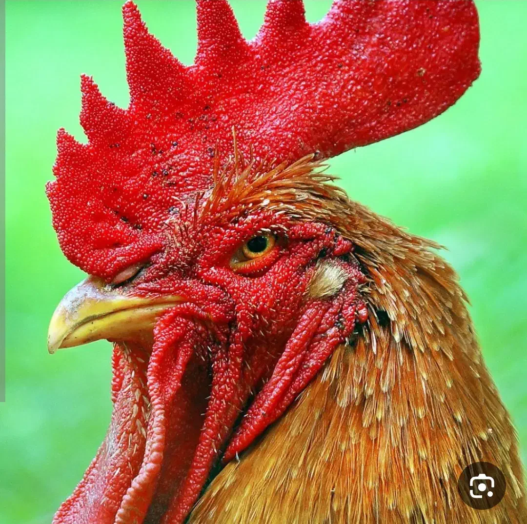 طیور قرلونی|حیوانات مزرعه|مشهد, امیریه|دیوار