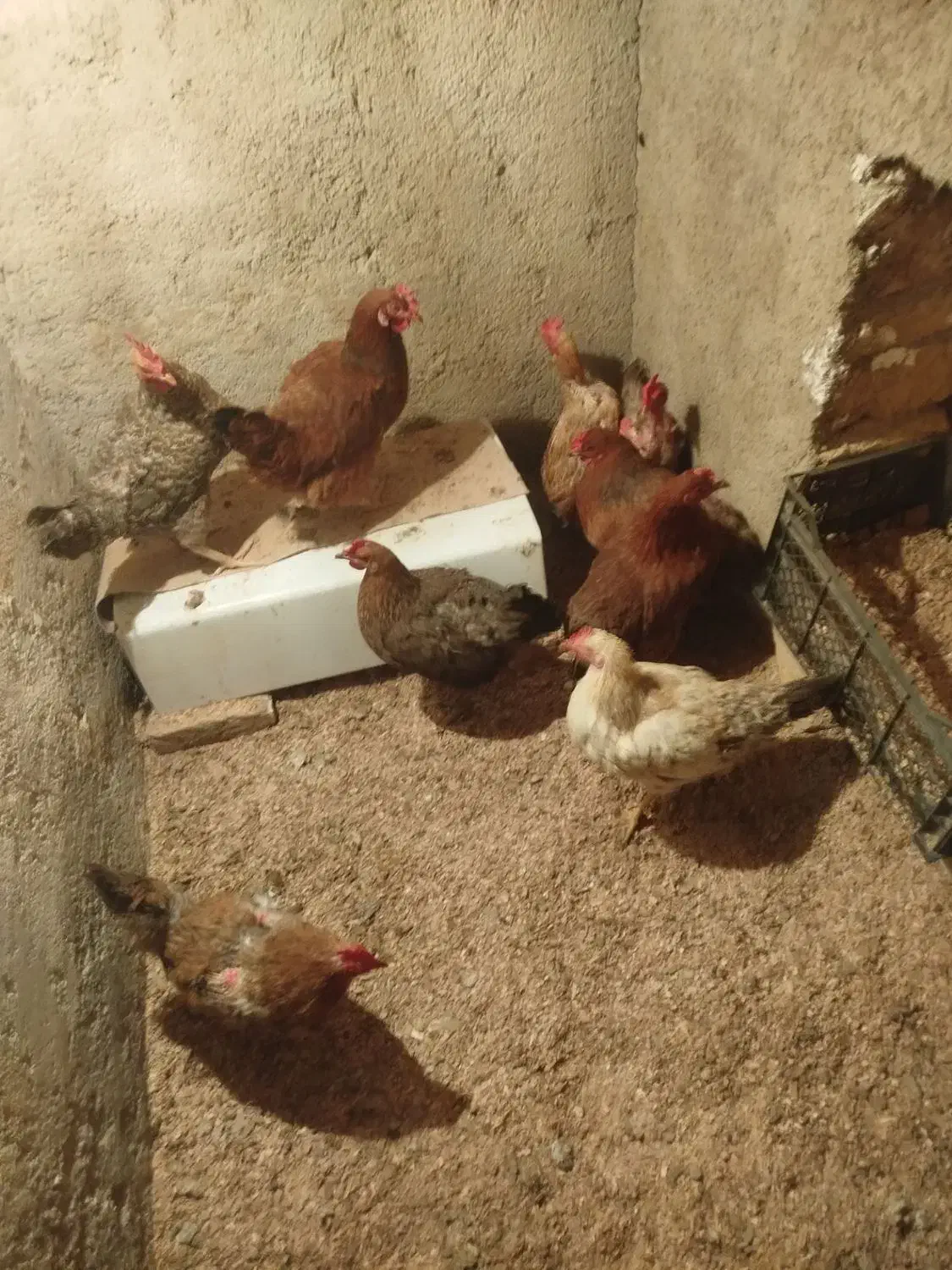 مرغ خوشگل سرحال همشونم تخم میزارن|حیوانات مزرعه|بهارستان, |دیوار