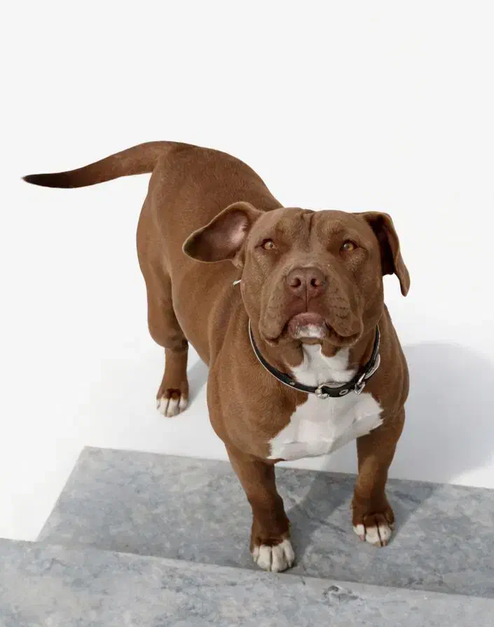 سگ پیتبول|سگ|اسفراین, |دیوار