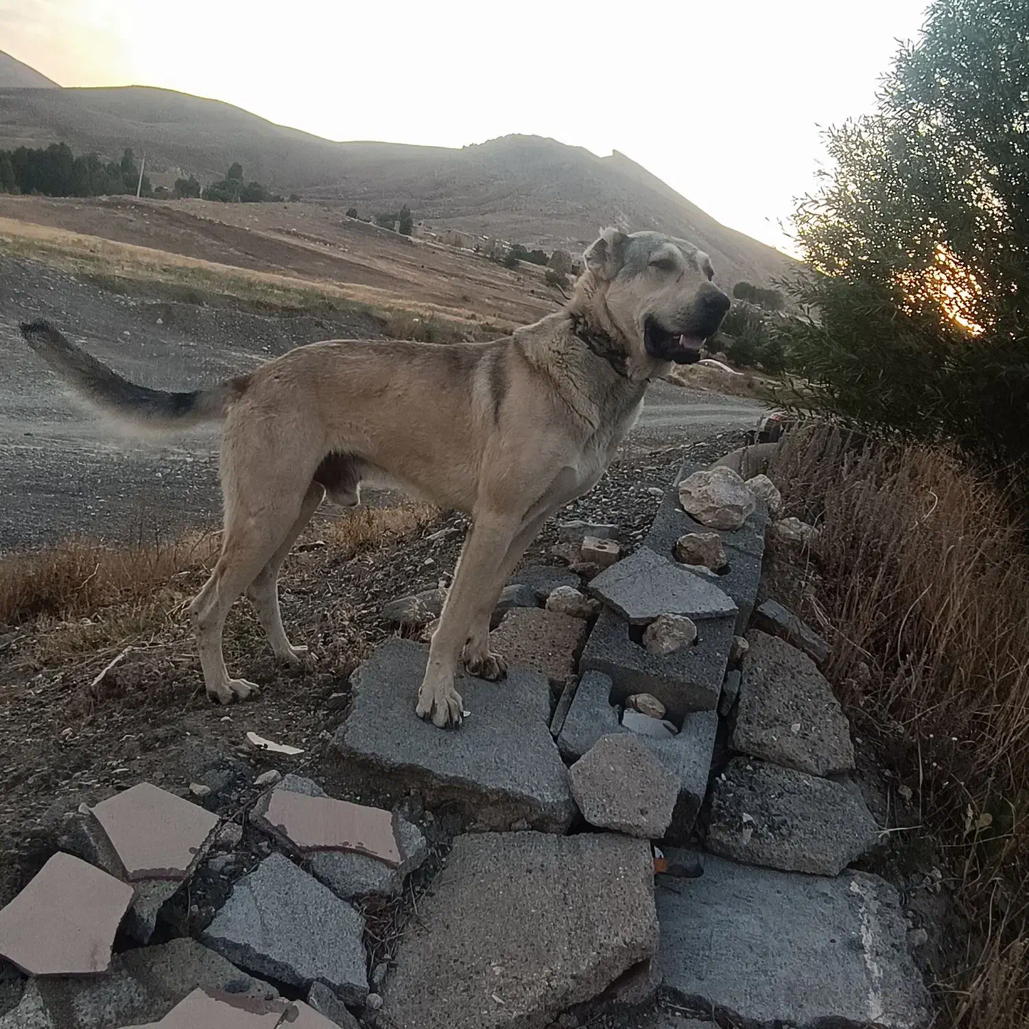 حیوانات|سگ|چالدران, |دیوار