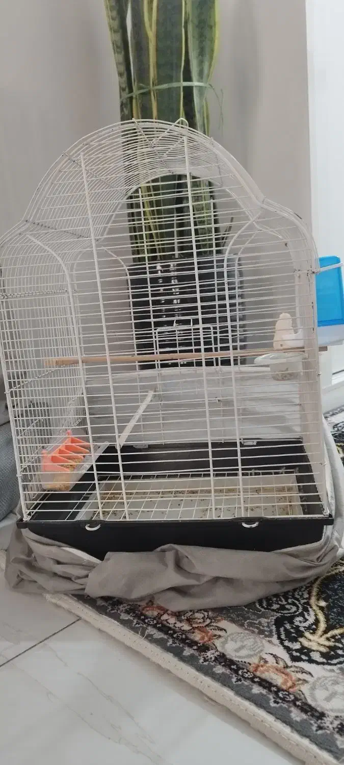 قفس کامل پرنده|لوازم جانبی حیوانات|پاکدشت, پاکدشت (مامازند)|دیوار