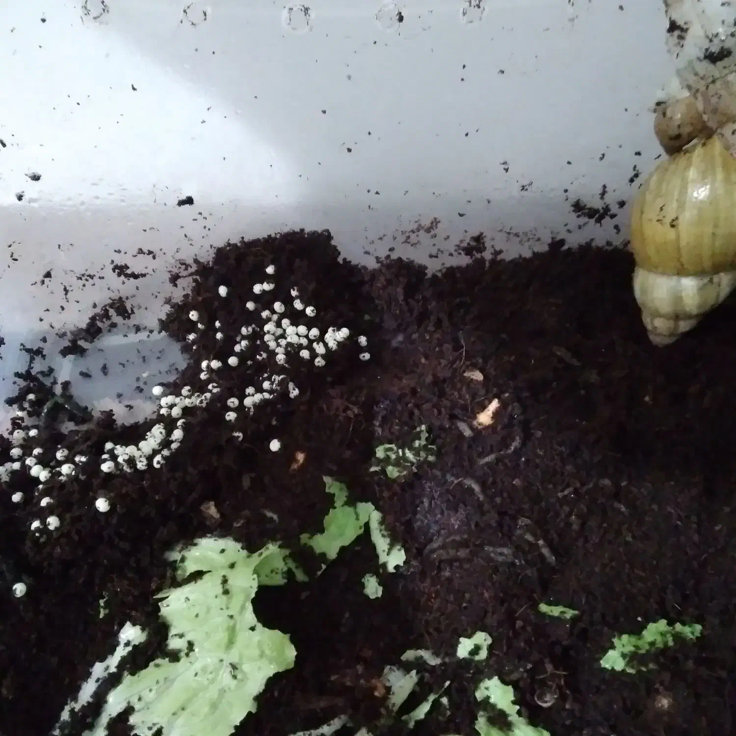 ۶ عددحلزون نخم گذار|خزنده|ایلام, |دیوار