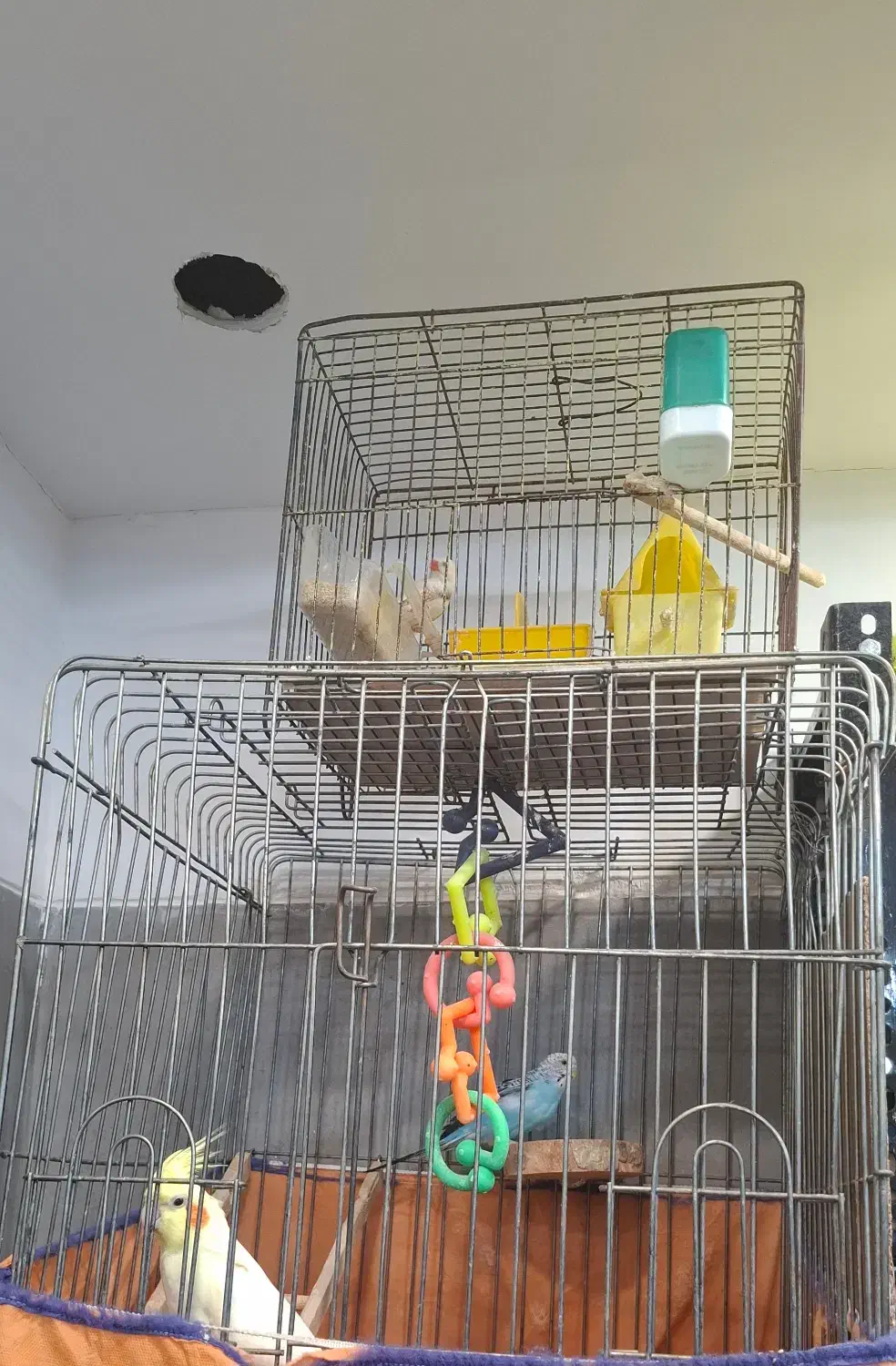 عروس مرغ عشق فنچ باهم همراه با قفس|پرنده|پرند, فاز ۰|دیوار