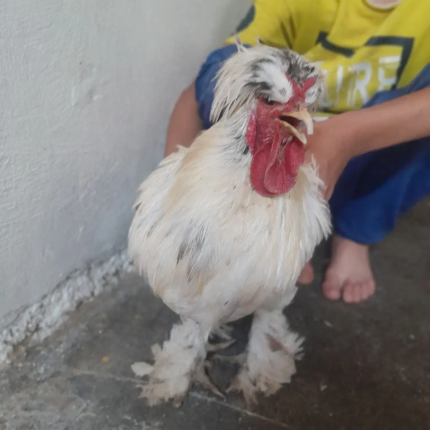 سلطان خروس ها خروس پاپر مو فرفری بفروش می رسد .|حیوانات مزرعه|دهدشت, |دیوار