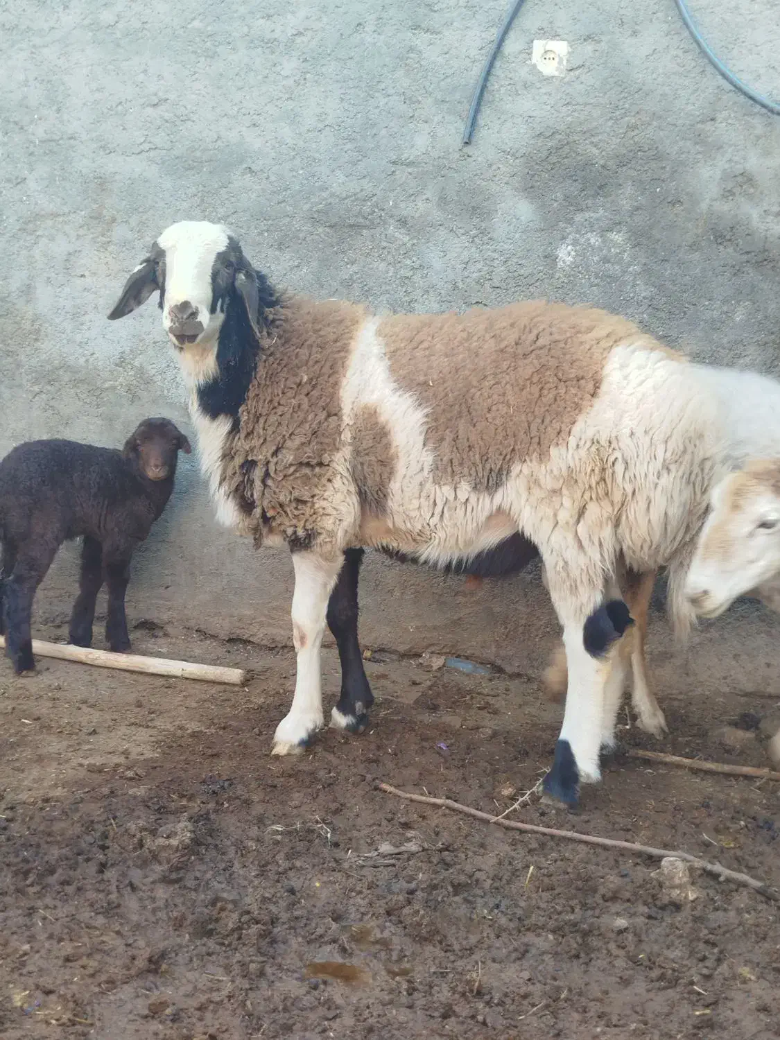 برع پلنگی|حیوانات مزرعه|مشهد, رده|دیوار