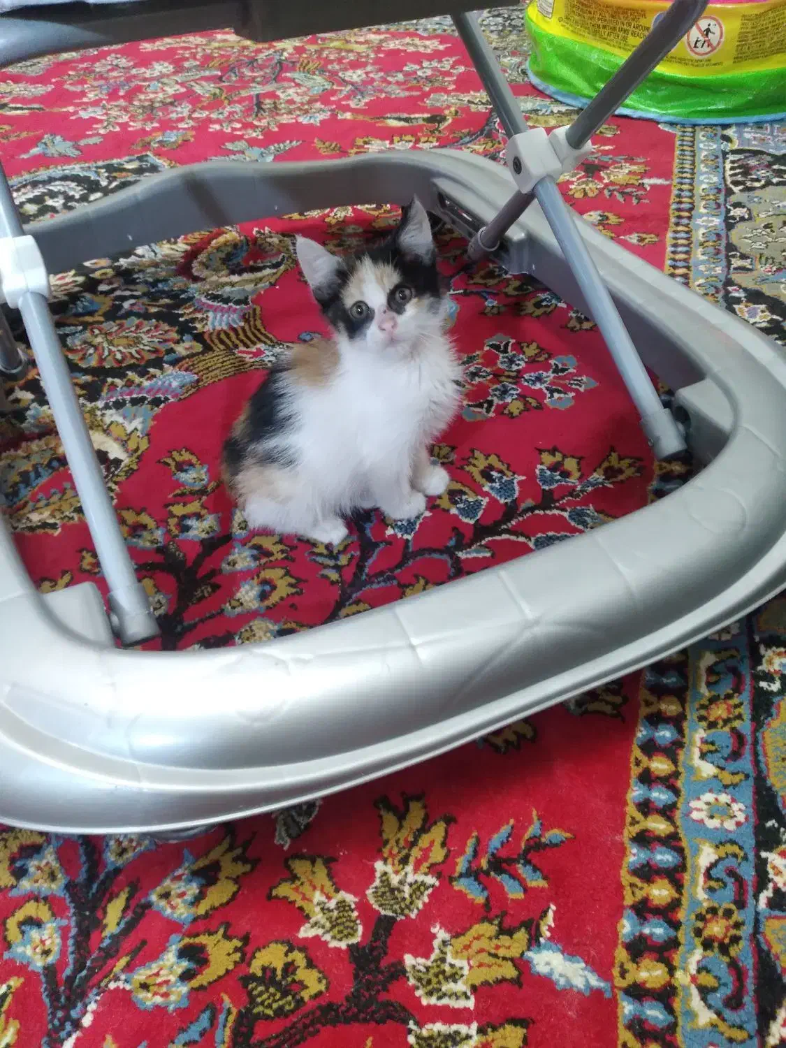 واگذاری  گربه|گربه|سهند, |دیوار