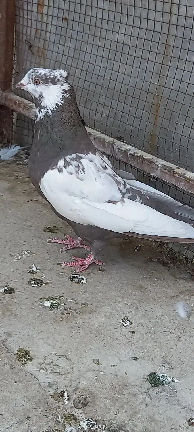 ماده دمبی ویه جفت شازده سرور وهما|پرنده|فلاورجان, |دیوار