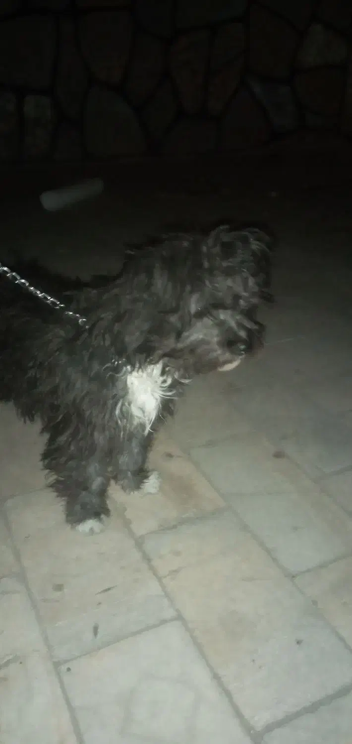 واگذاری سگ شیتزو تریر اصل آلمانی|سگ|کرمان, |دیوار