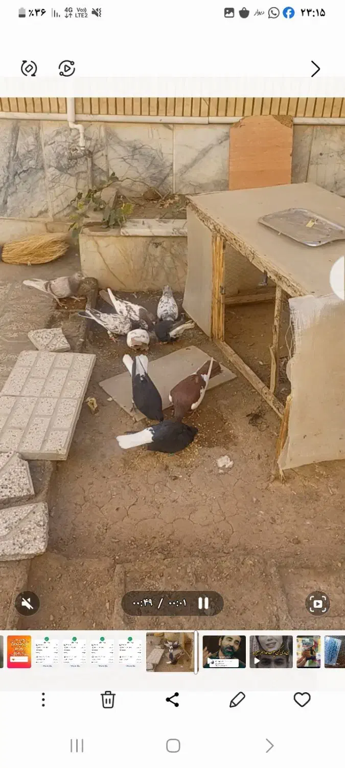 کبوتر|پرنده|تربت‌حیدریه, رجایی|دیوار