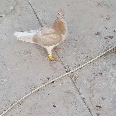 یک ماده دم سفید، ۲تا جوجه سده|پرنده|اسفراین, |دیوار