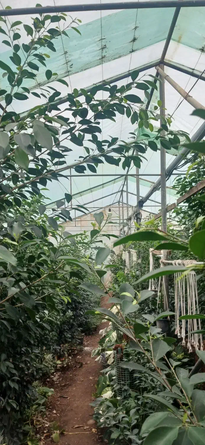 گلخانه ۱۱۰۰ متر با امکانات در زمین ۲۱۰۰ متری|اجارهٔ دفتر صنعتی، کشاورزی، تجاری|قائم‌شهر, |دیوار