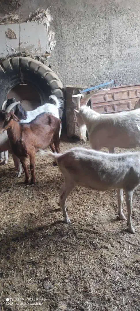 تعدادی میش رومانف و بز سانن|حیوانات مزرعه|خاوران, |دیوار