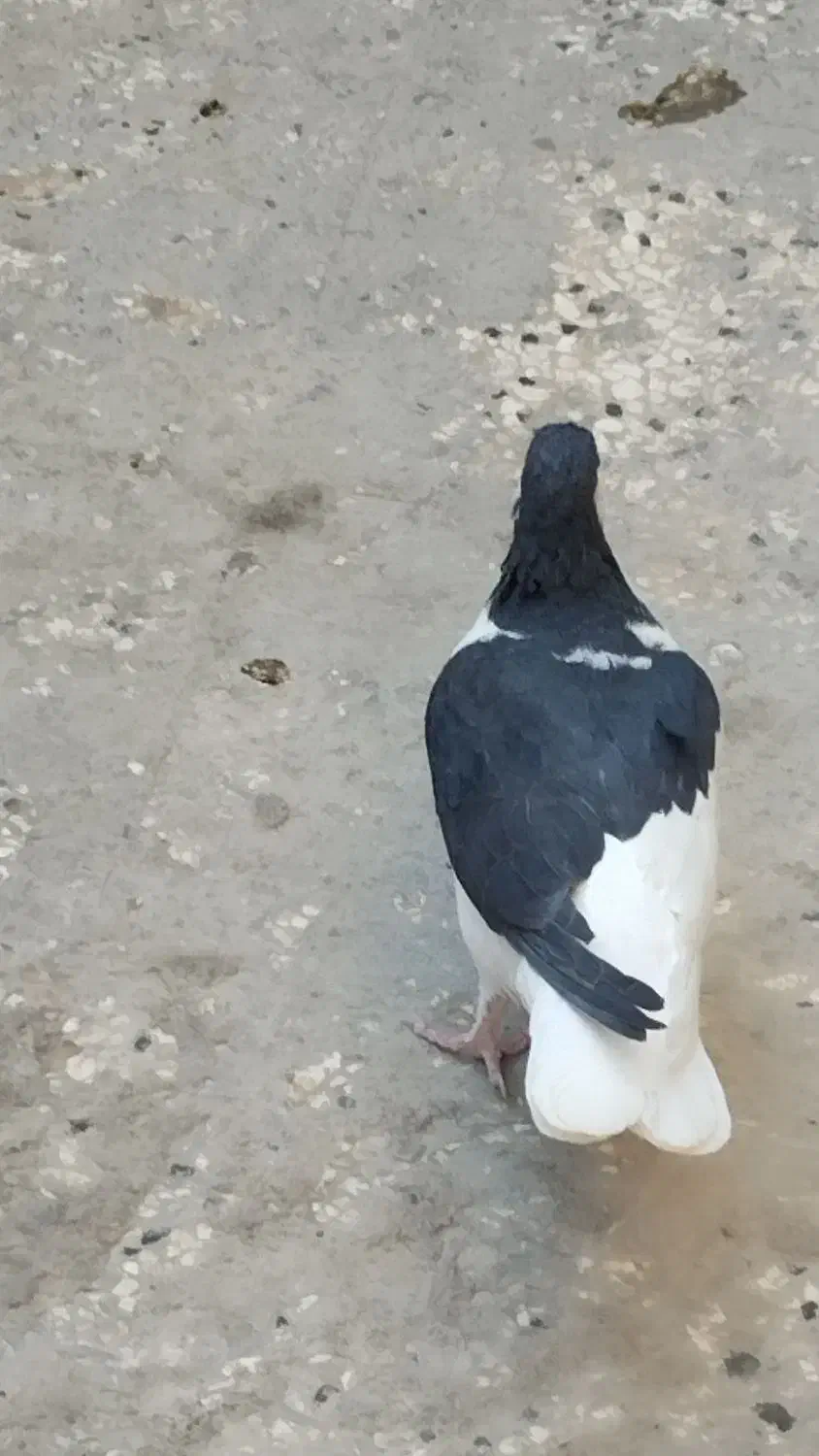 کبوتر نهبندان|پرنده|نهبندان, |دیوار