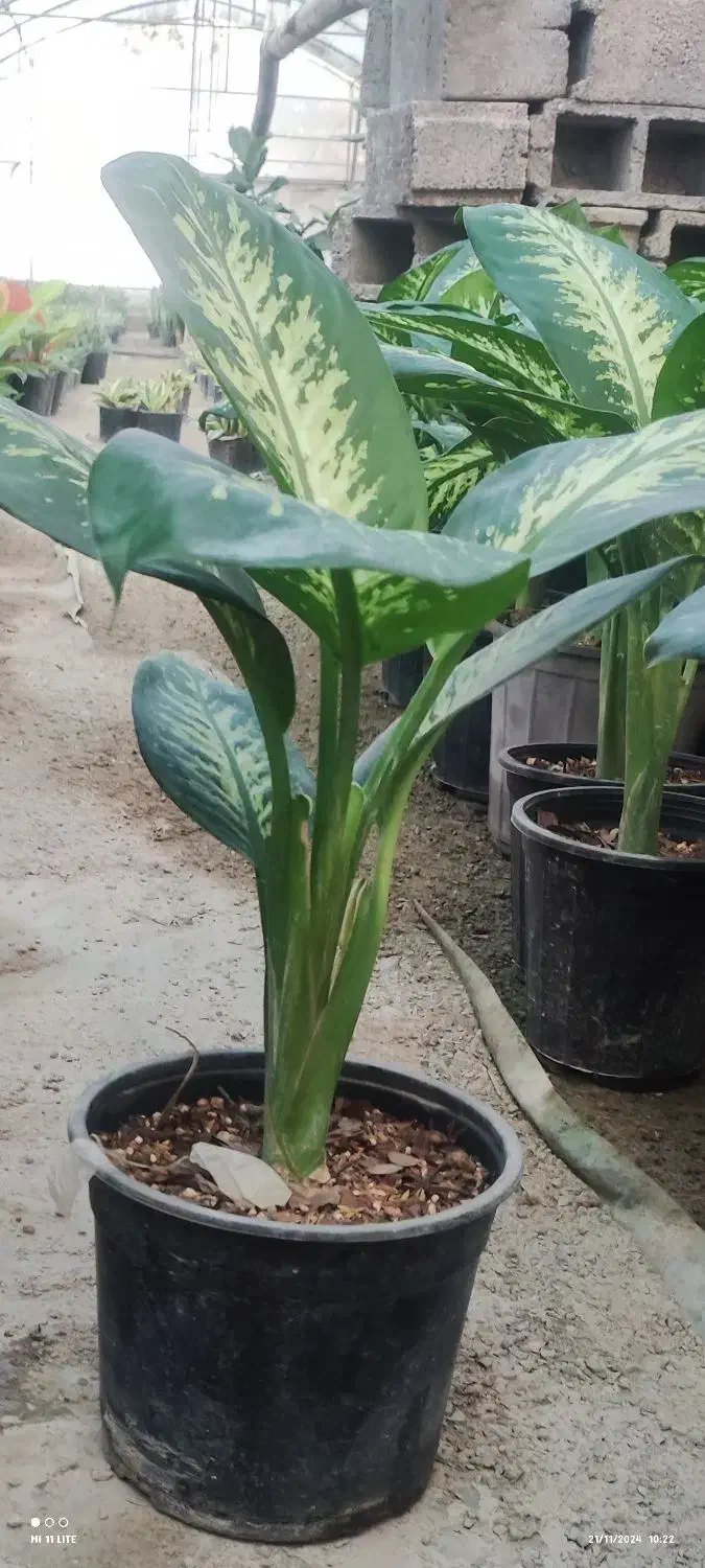 بامبو .شامادورا.گلدان|گل و گیاه طبیعی|ورامین, ورامین|دیوار