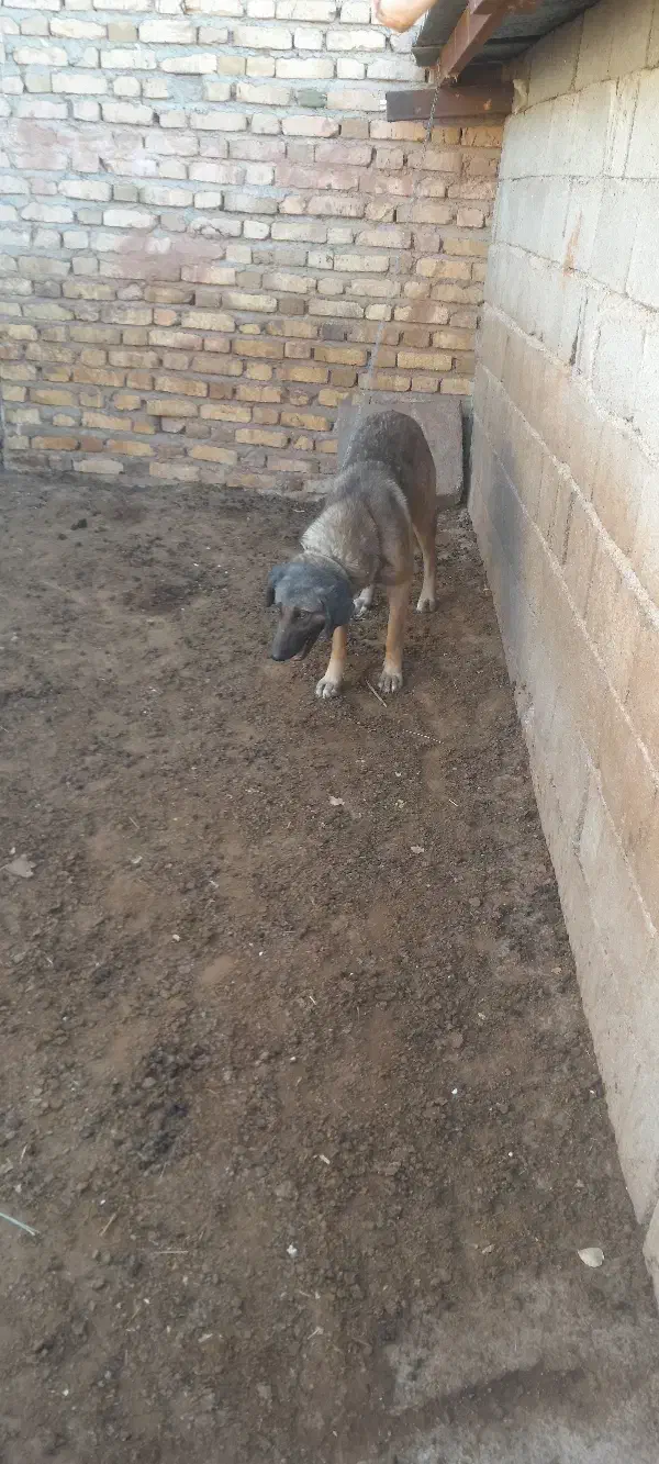 یه سگ خوب|سگ|قیدار, |دیوار