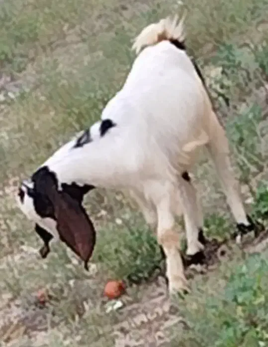 کهره. بز|حیوانات مزرعه|بوشهر, |دیوار