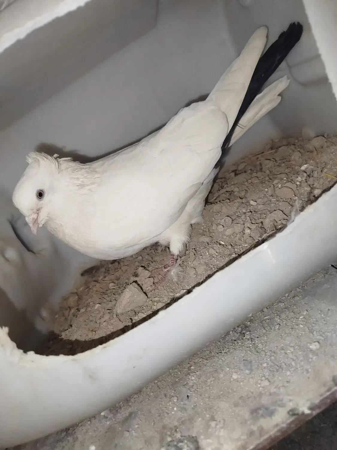 دوتا کبوتر|پرنده|بستان آباد, |دیوار