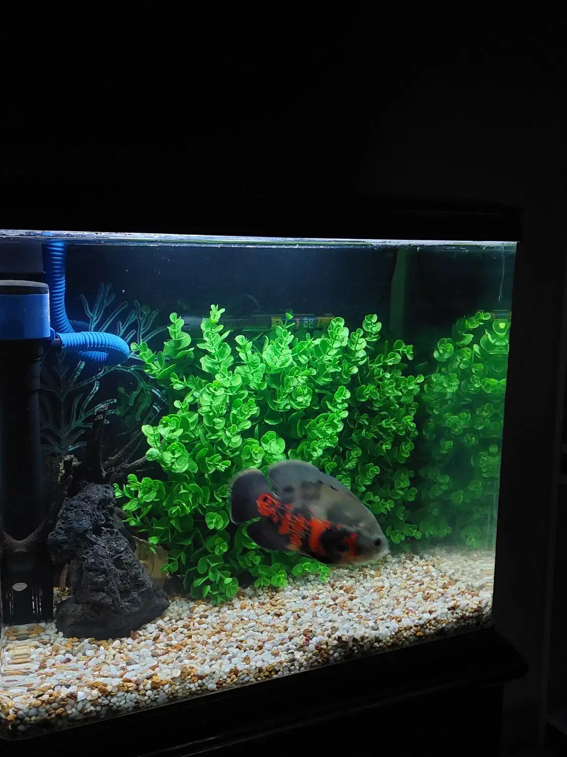 اکواریوم شرکتی و ماهی|ماهی|اهر, |دیوار