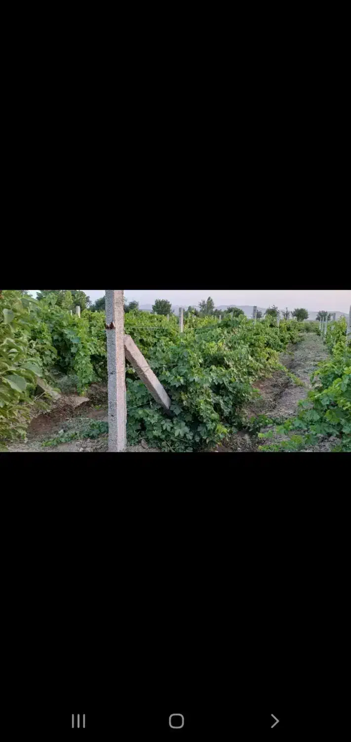 فروش باغ داربستی ودرختان مثمر همراه خانه واستخر|فروش دفتر صنعتی، کشاورزی، تجاری|ملایر, |دیوار