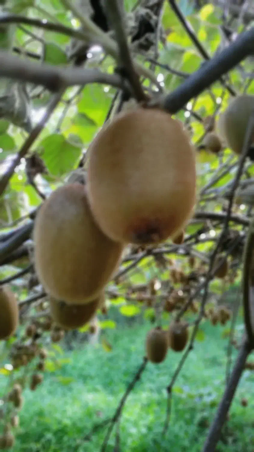 کیوی هایوارد|خوردنی و آشامیدنی|چابکسر, |دیوار