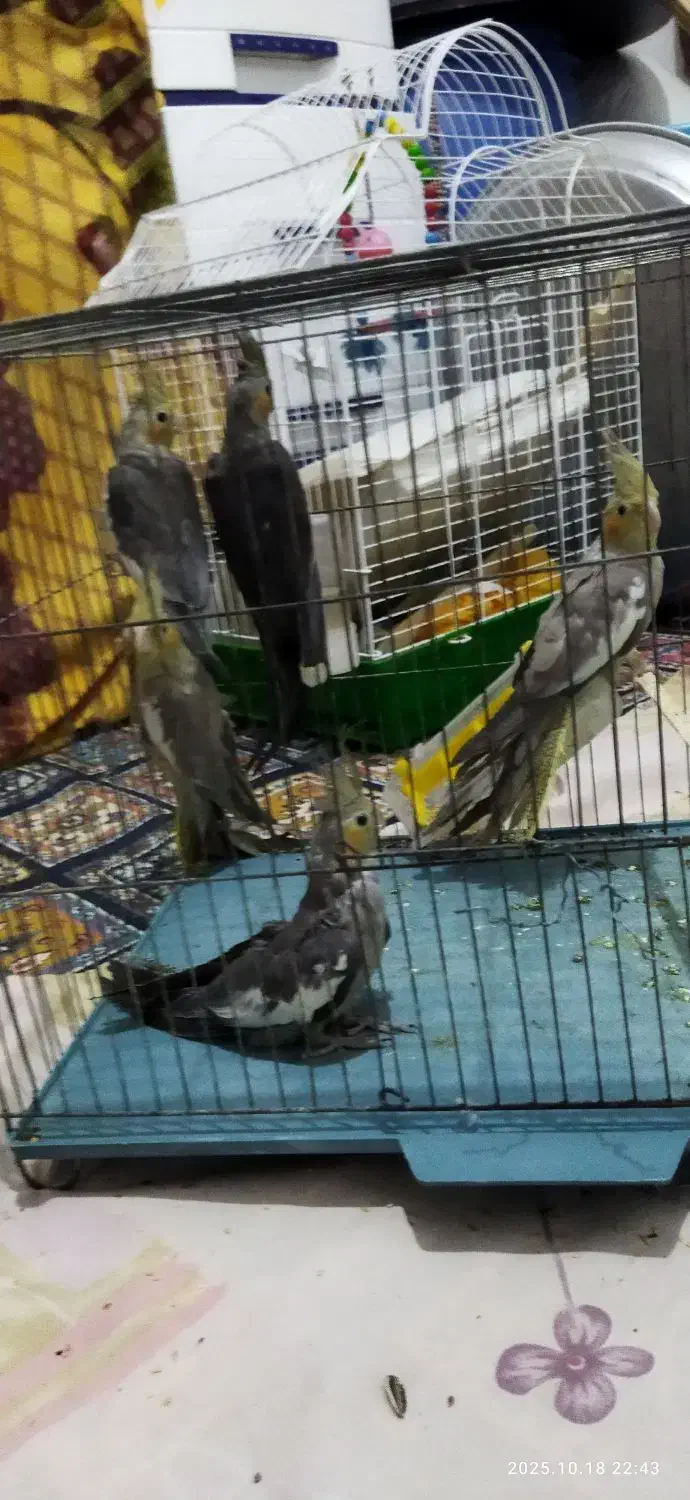 تعدادی طوطی عروس|پرنده|رشت, باهنر|دیوار