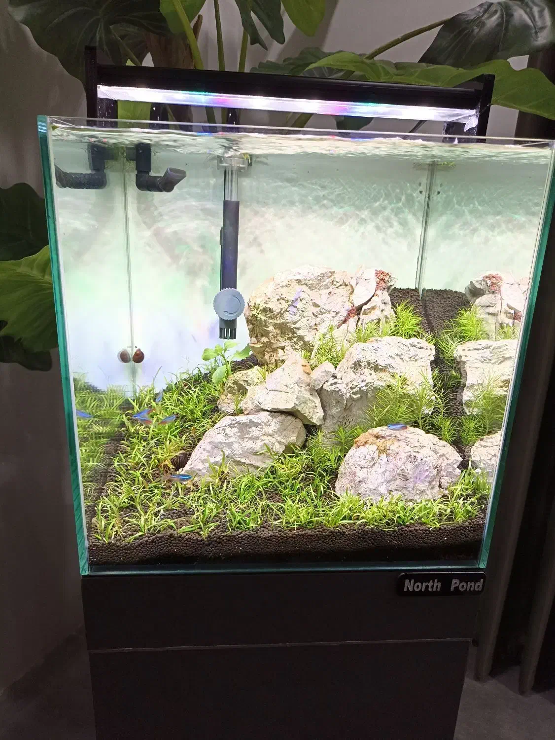 آکواریوم پلنت فروش فوری زیر قیمت|ماهی|قم, پردیسان|دیوار