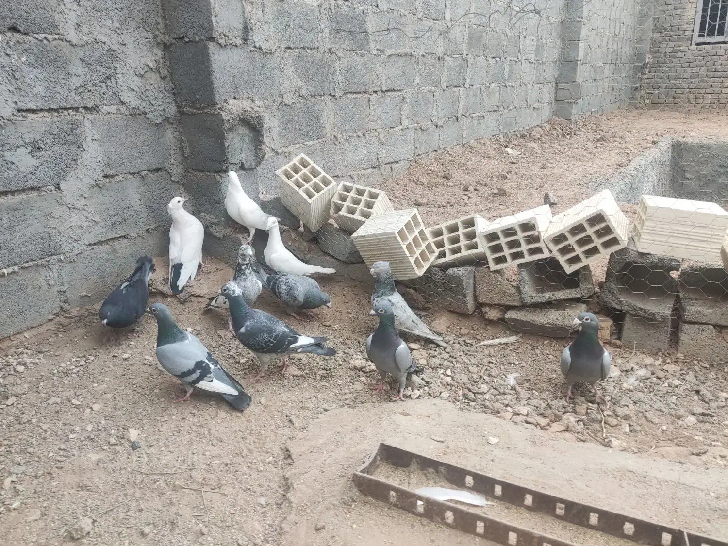 کفتر پلاکی و...|پرنده|بافق, |دیوار