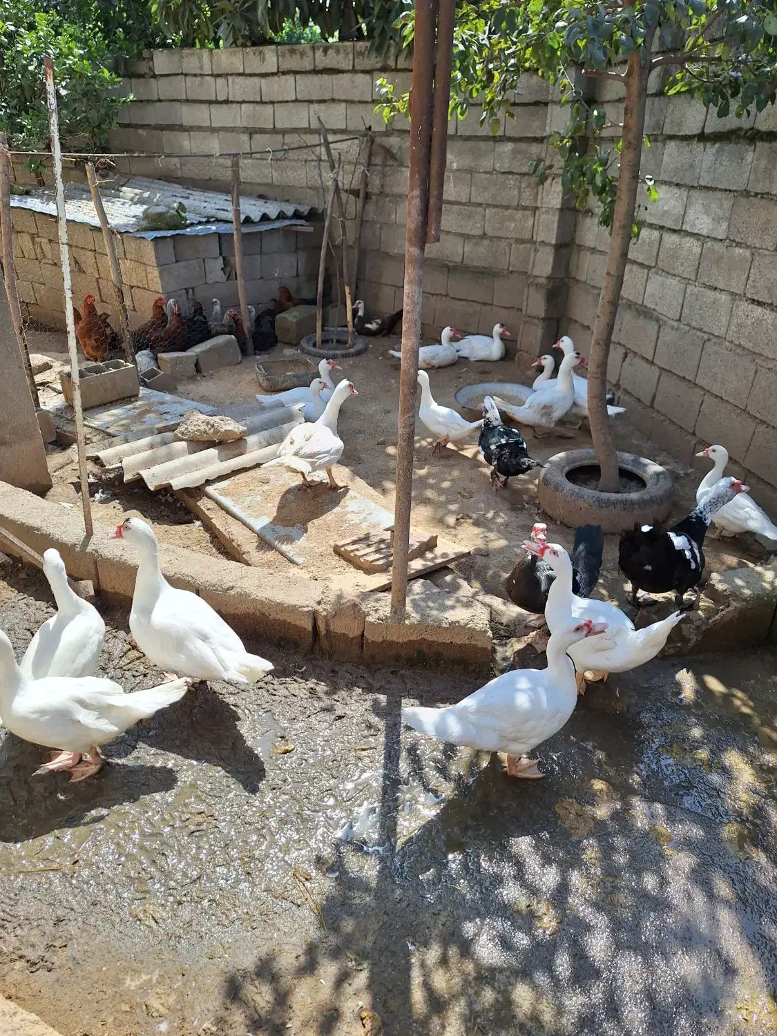 فروش اردک روسی نر و ماده زنده|حیوانات مزرعه|دابودشت, |دیوار