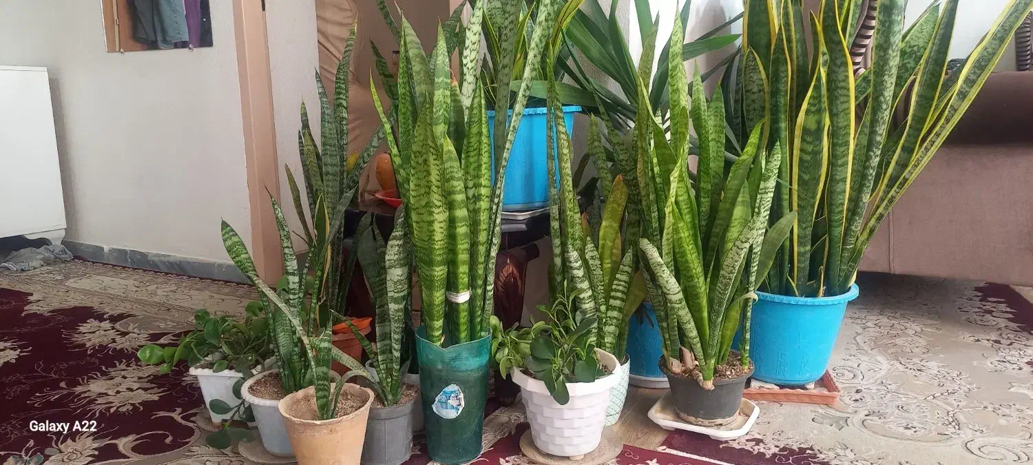 گل خانگی|گل و گیاه طبیعی|معصومیه, |دیوار