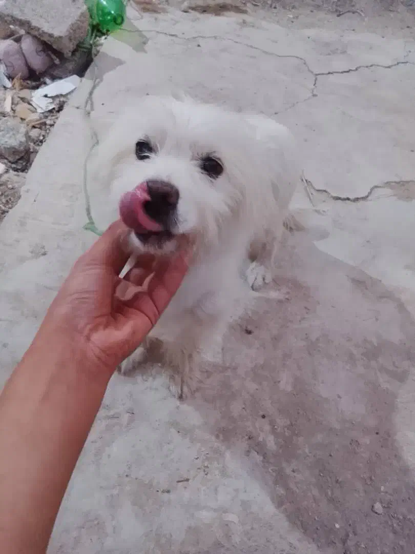 سگ پاکوتاه نر|سگ|مسجد سلیمان, |دیوار