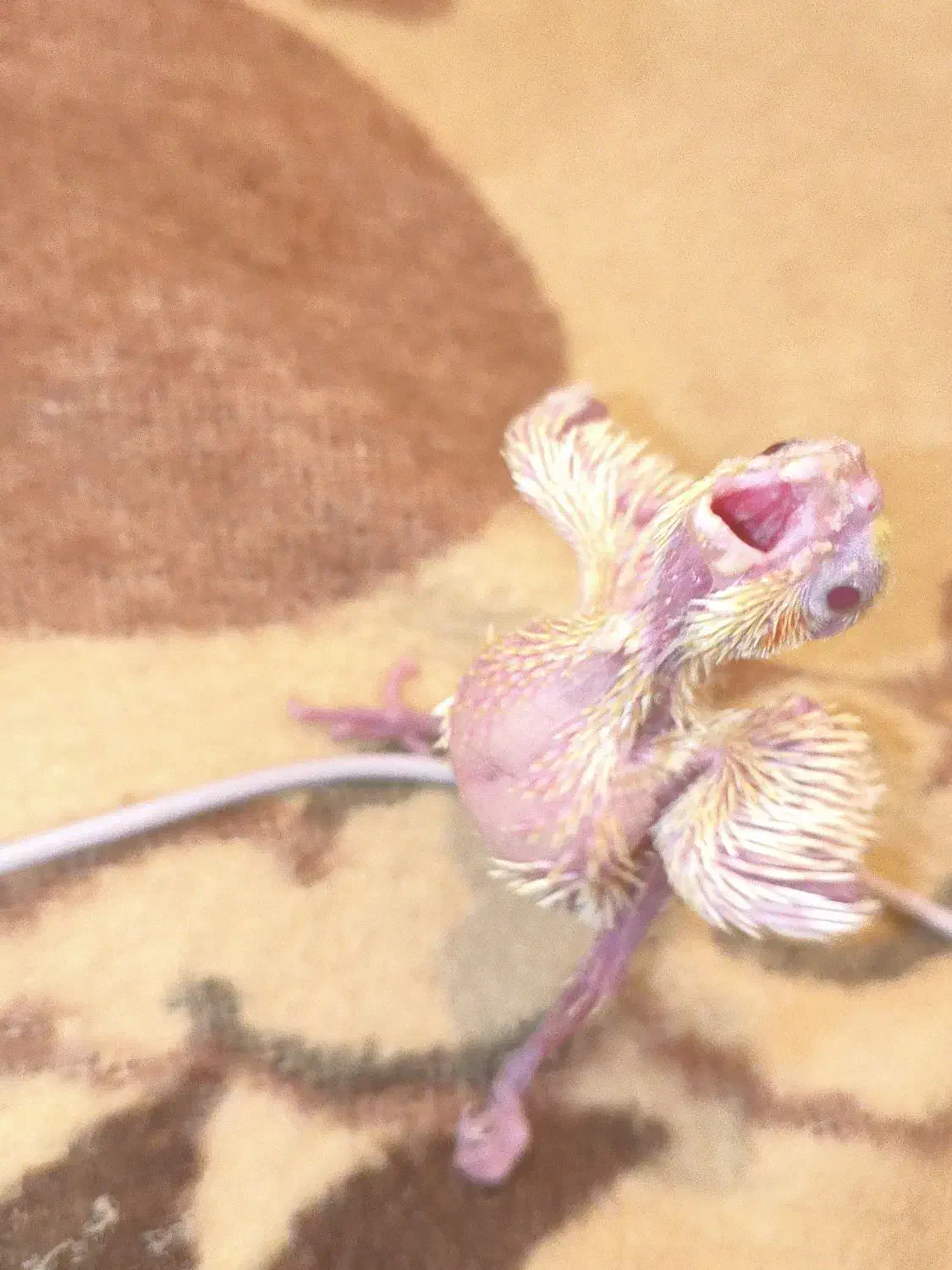 جوجه عروس هلندی سرلاکی|پرنده|مرودشت, پشت سایپا|دیوار