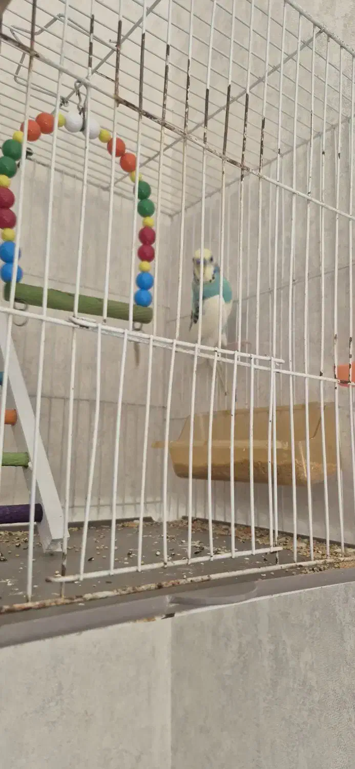 مرغ عشق|پرنده|مشهد, نوید|دیوار