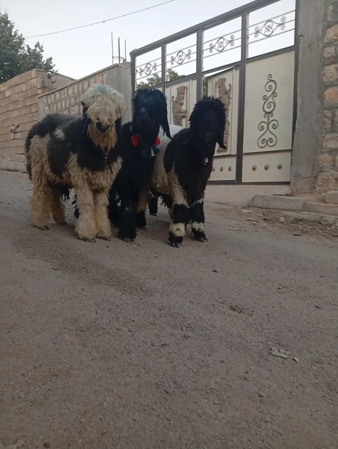 بره قوچ ترکی روزگاری نژاددار|حیوانات مزرعه|کوهرنگ, |دیوار