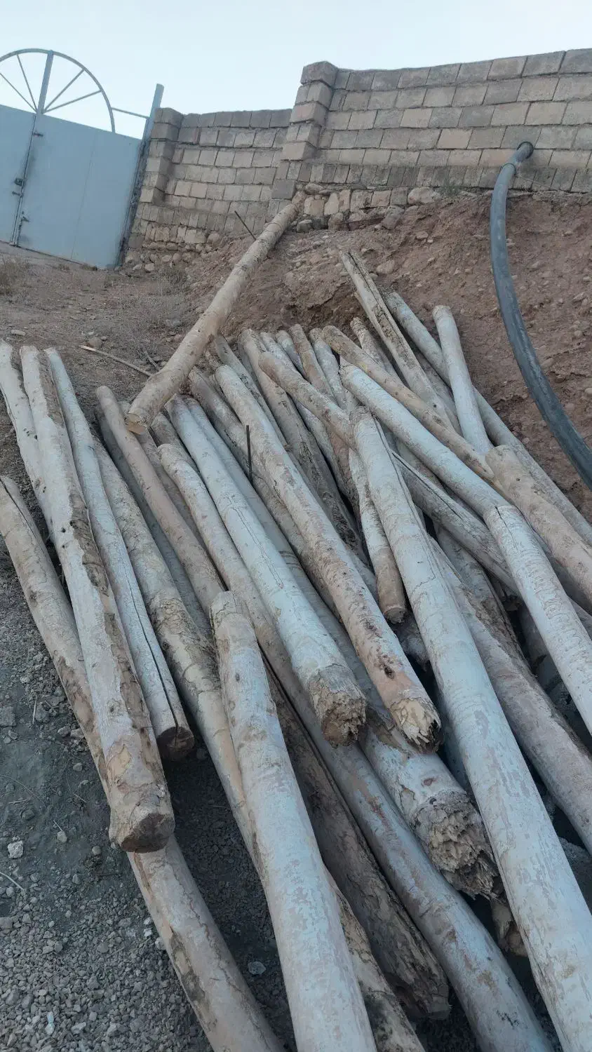 چوب صنوبری،سالم|مصالح و تجهیزات ساختمان|زاگرس, |دیوار