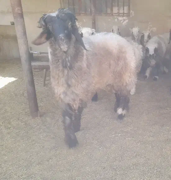 قوچ ، بره قوچی ، میش ، بره نر|حیوانات مزرعه|شیراز, بید زرد|دیوار