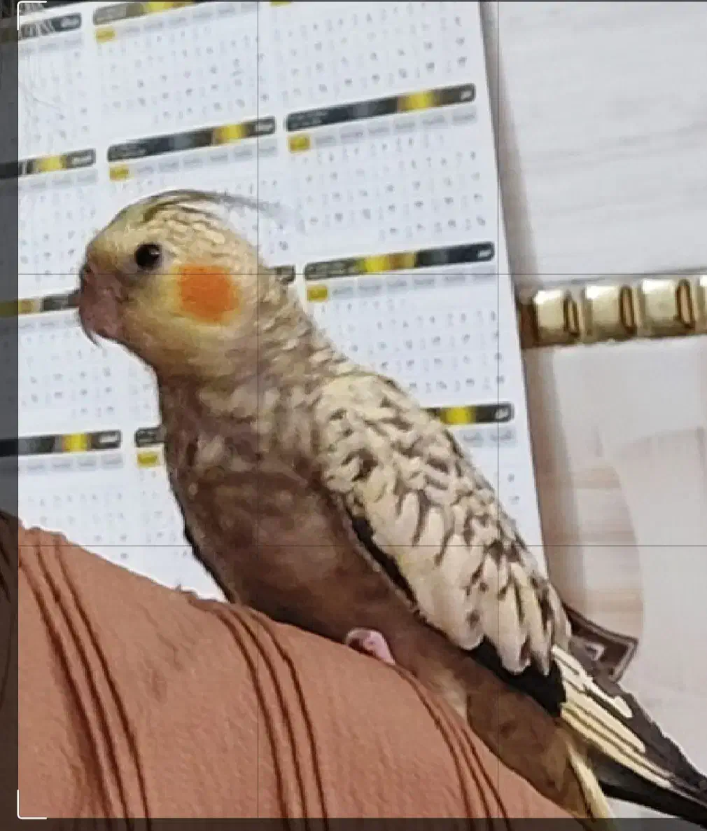 گمشده|پرنده|شهرضا, |دیوار