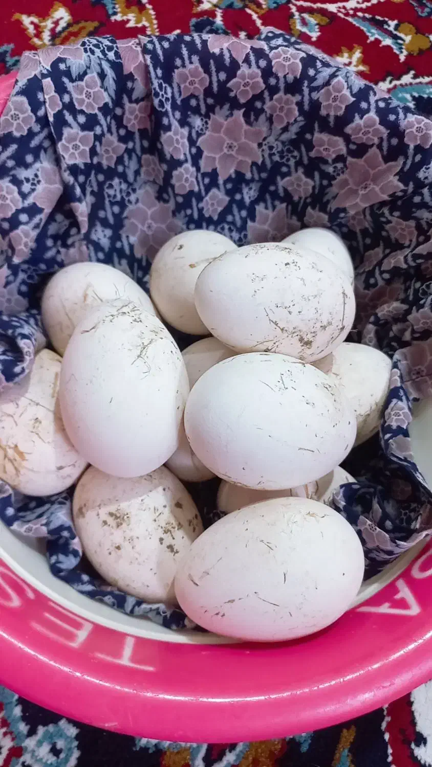 تخم مرغ غاز|خوردنی و آشامیدنی|جلین, |دیوار