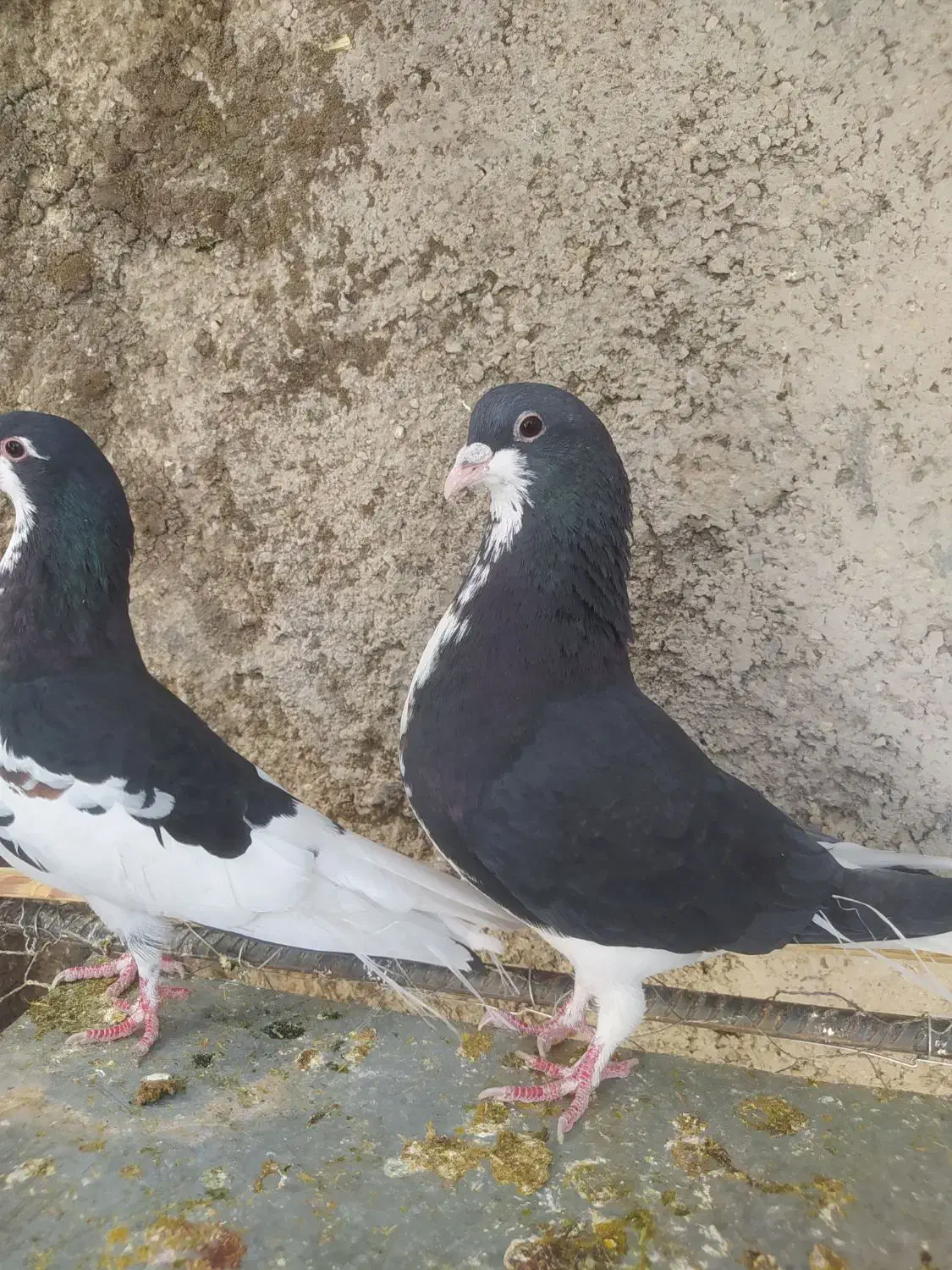 خوشرنگ سیاه و یال گلدار|پرنده|شیراز, کرونی(خاتونک)|دیوار