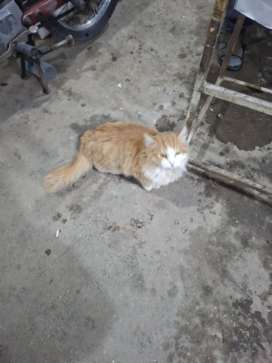 گربه اهلی|گربه|بیرجند, |دیوار