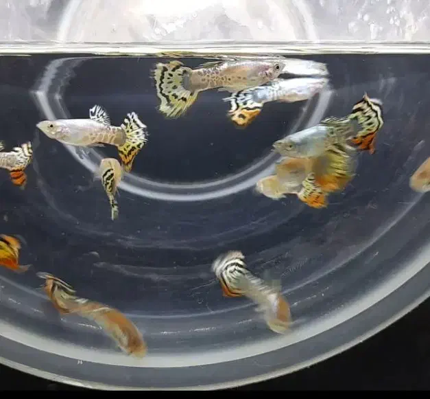 گوپی زیبای سنگاپوری|ماهی|کرمان, |دیوار