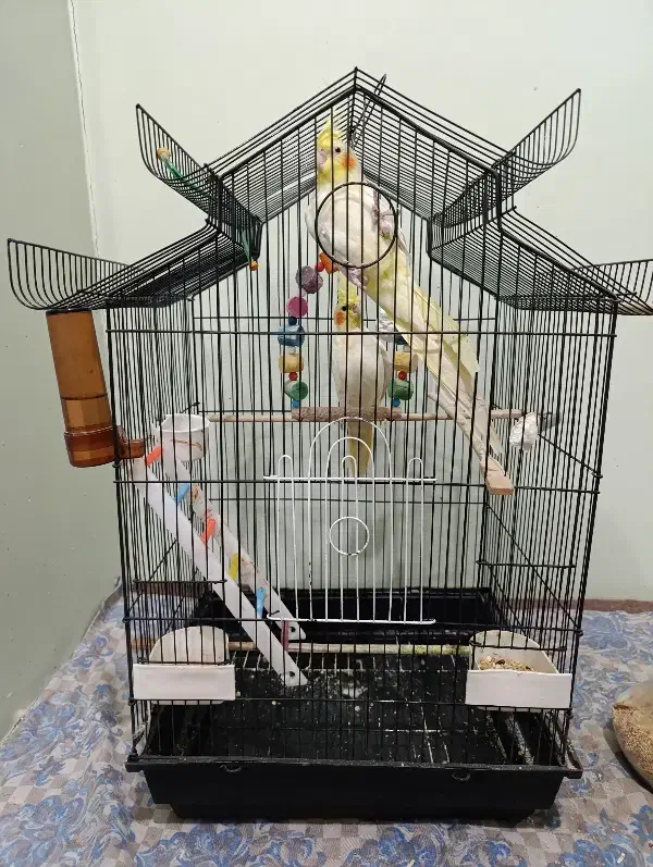 طوطی عروس نر و ماده با قفس|پرنده|آستانه اشرفیه, |دیوار