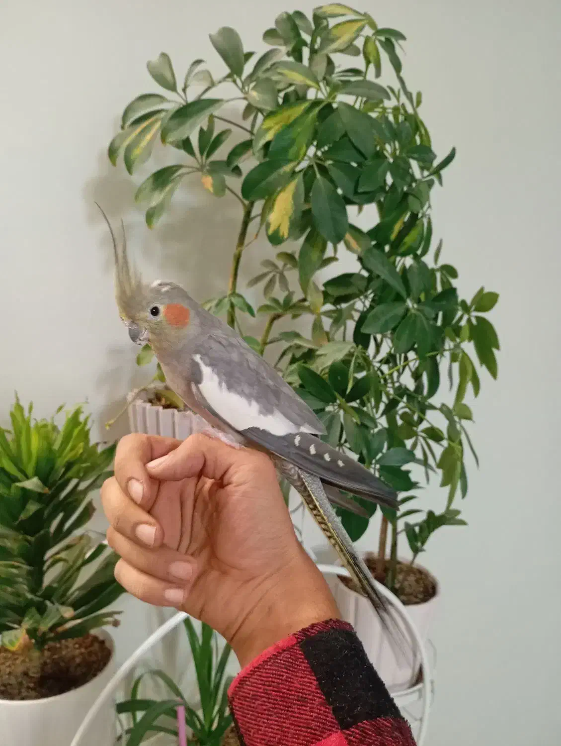 عروس هلندی ماده دستی مست|پرنده|اسلام‌شهر, شهرک سعیدیه|دیوار