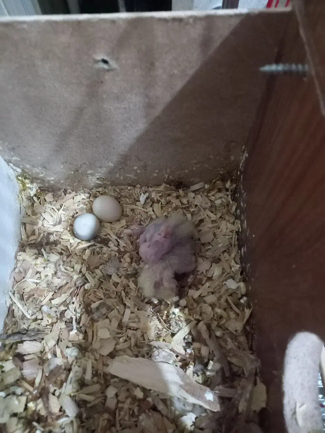 عروس هلندی سوخنگو|پرنده|اشنویه, |دیوار