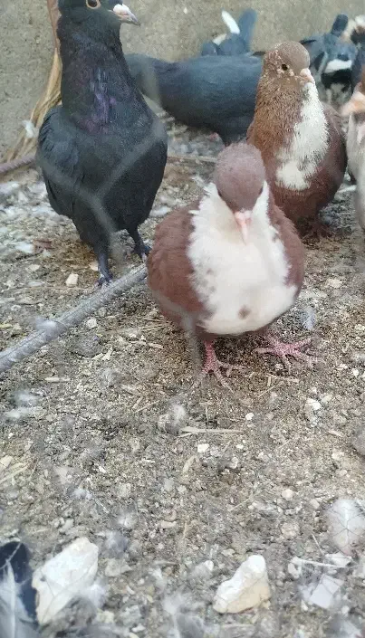 یک جفت گلی ریش کلاهی خشگل|پرنده|کرمان, |دیوار